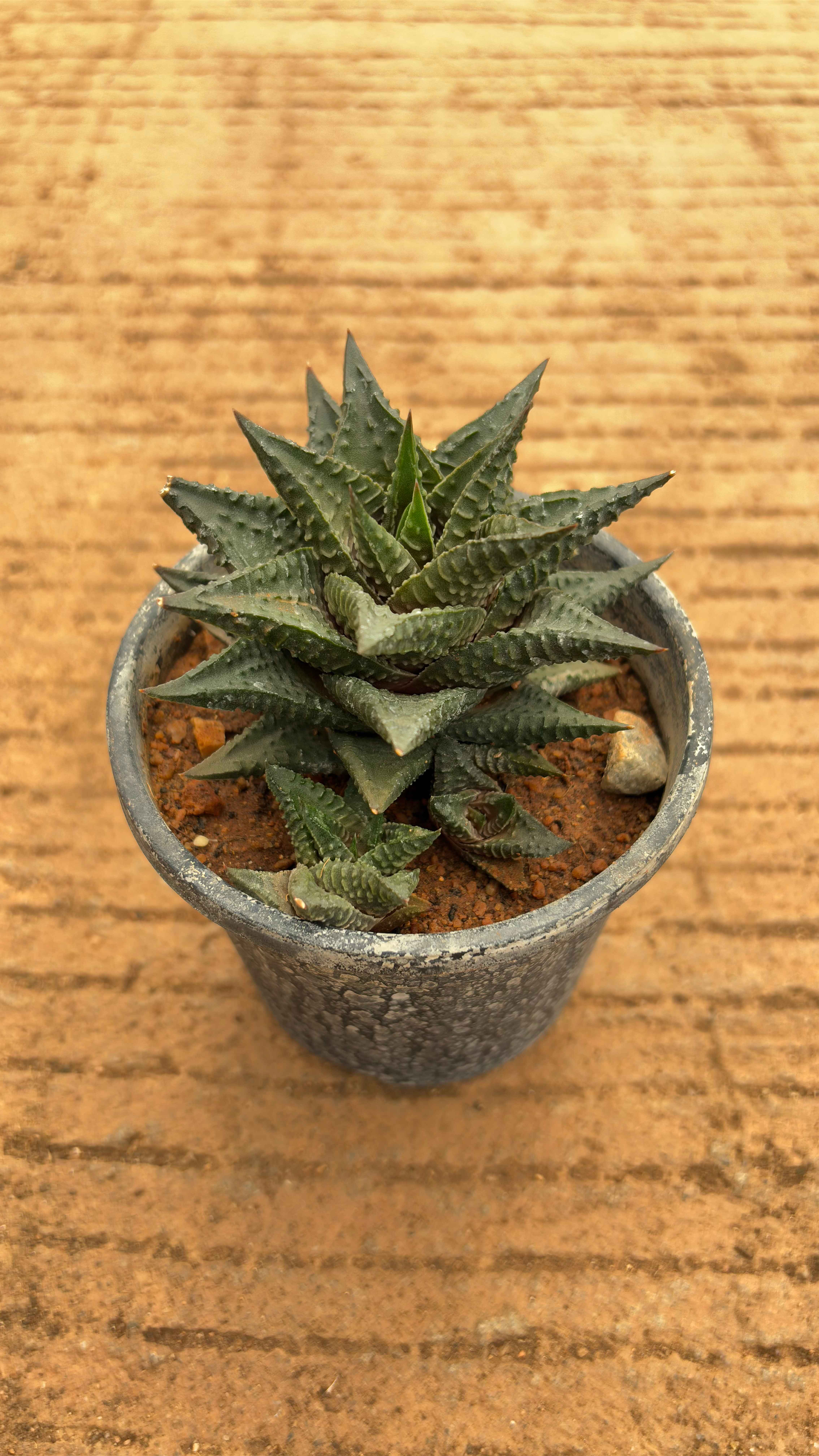 Haworthia limifolia Shine
